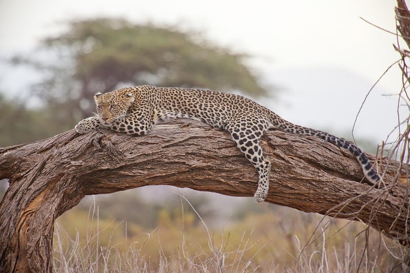 African Safari Landscape