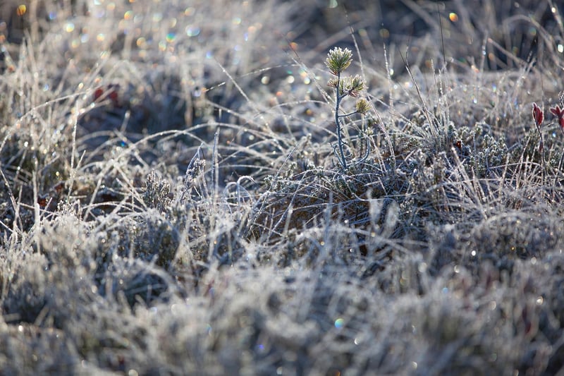 Winter Wonderland